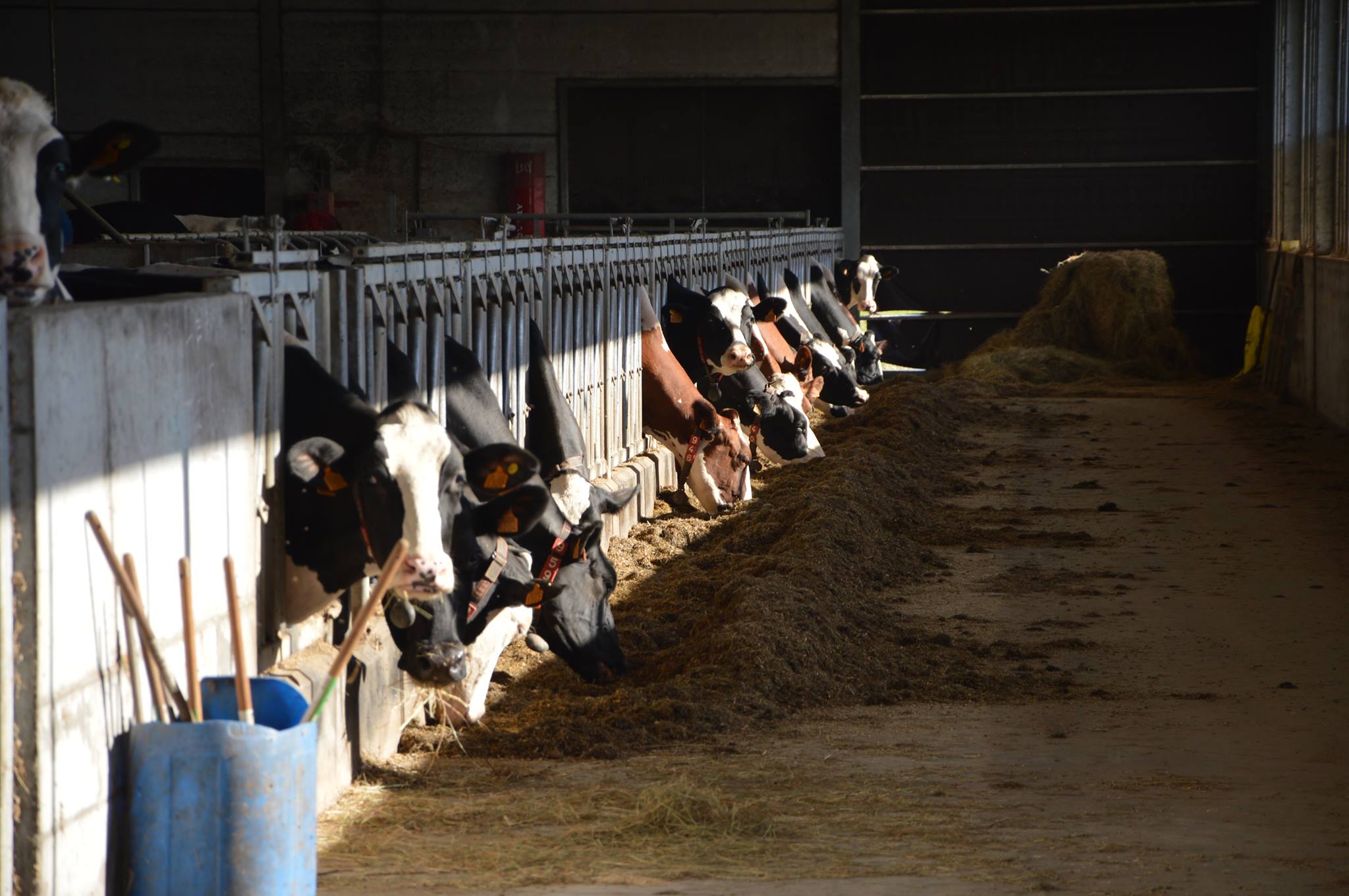 Krekelhoeve - Plattelandsklassen vzw