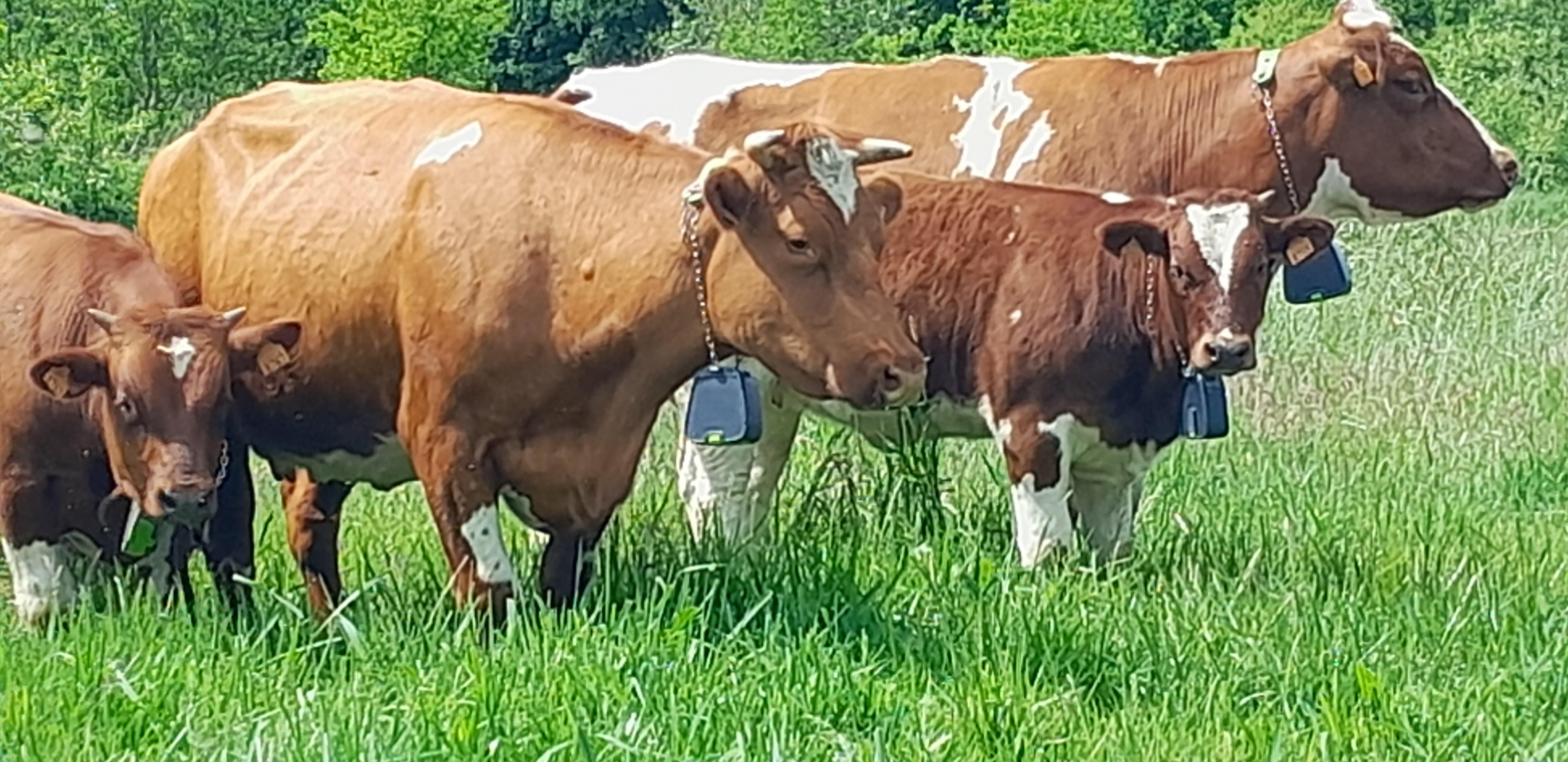 bolhuis - Plattelandsklassen vzw