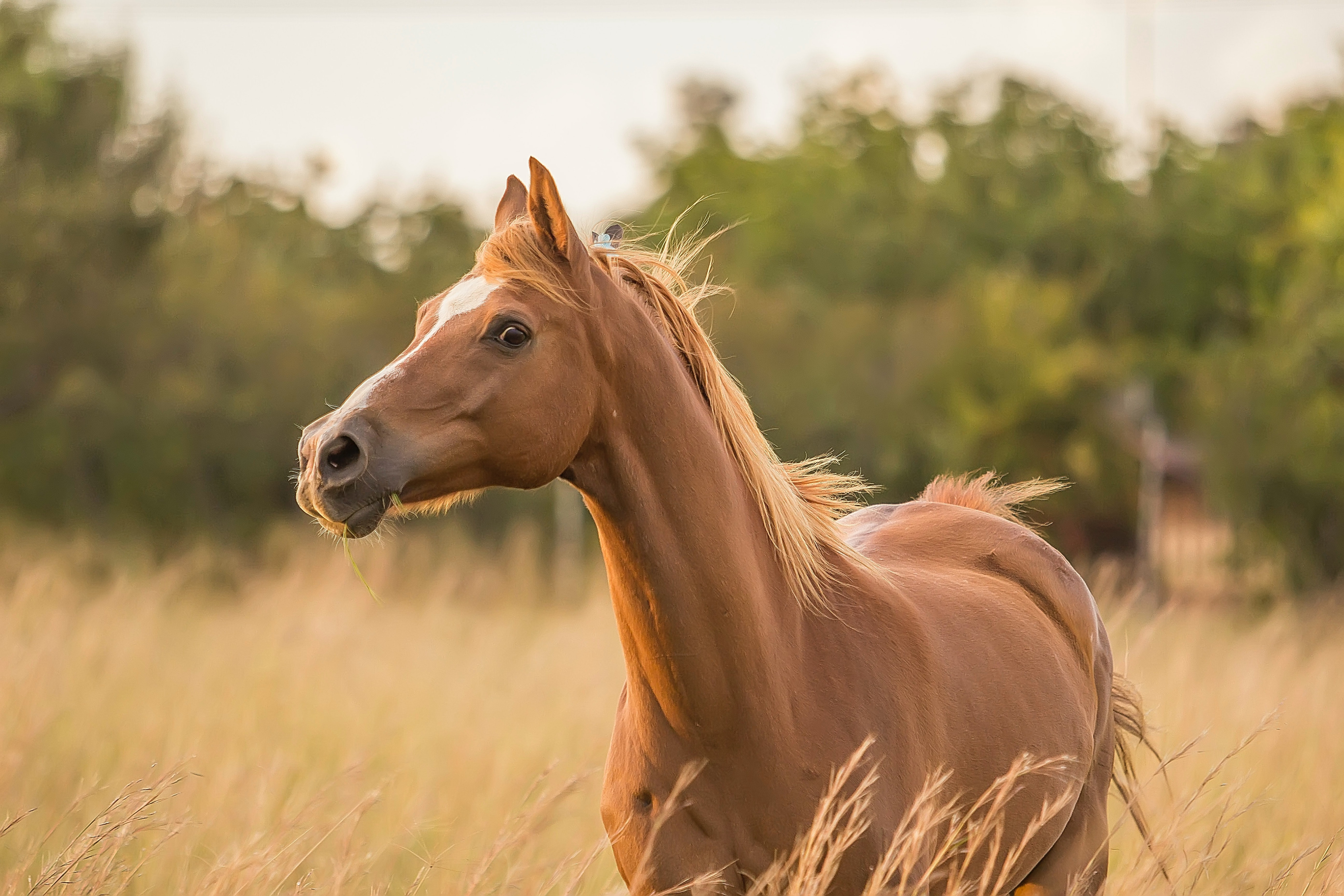 paard groenhove - Plattelandsklassen vzw