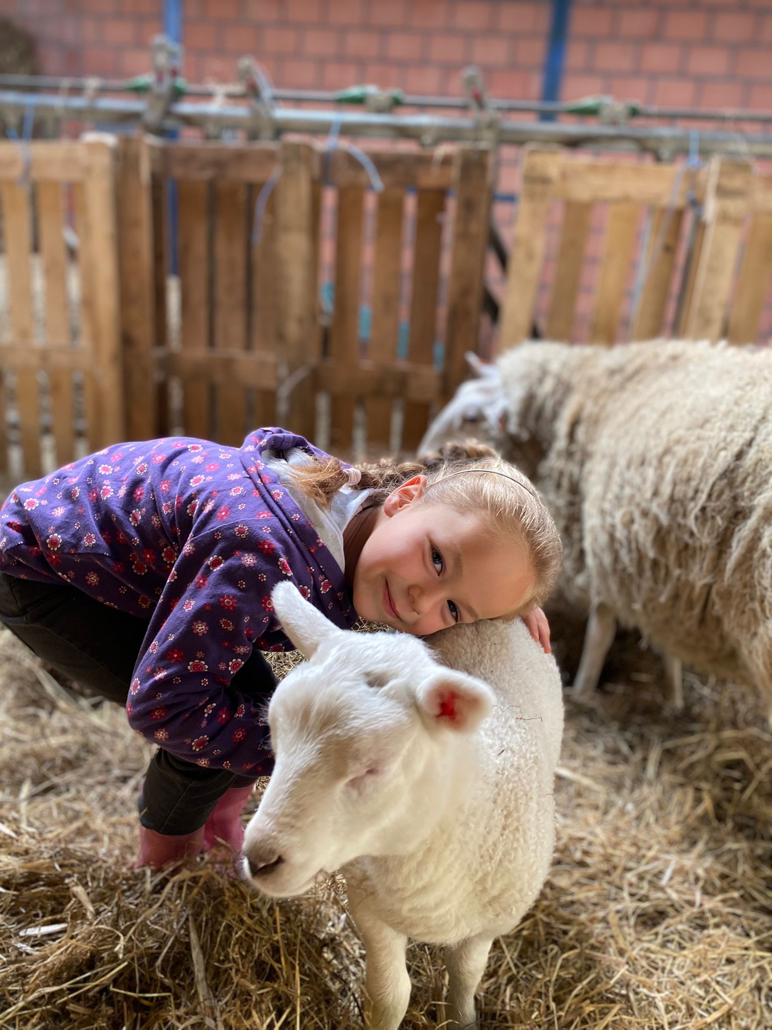 Knuffelmoment met de schapen - Plattelandsklassen vzw