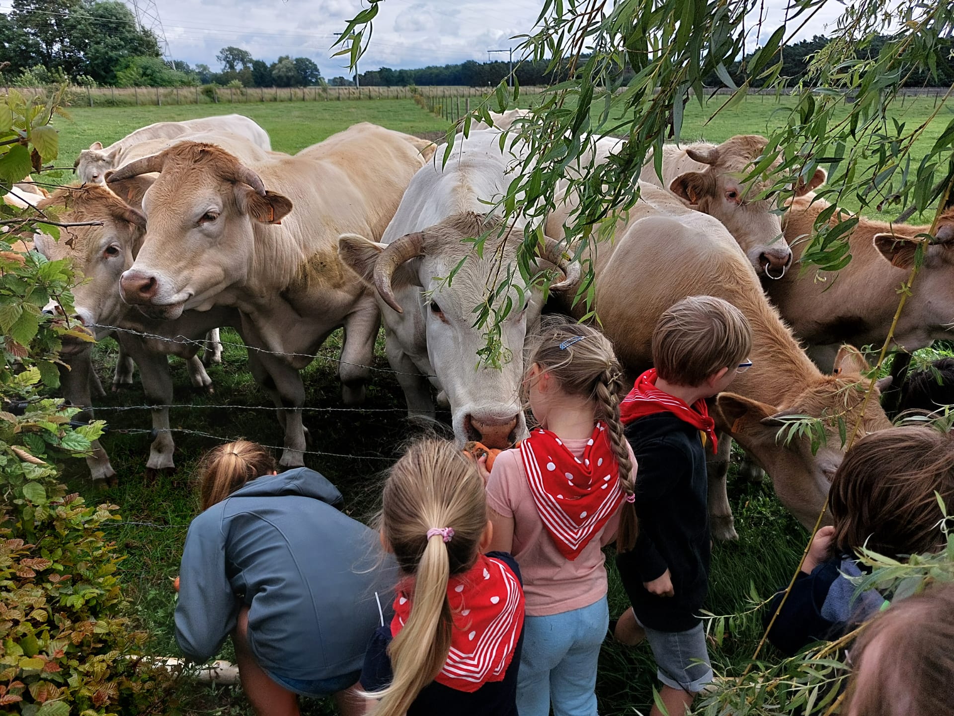 Kennismaken met onze koeien - Plattelandsklassen vzw