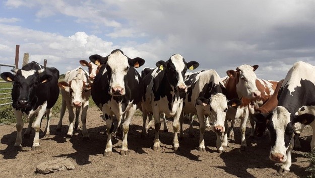 Kennismaken met onze koeien - Plattelandsklassen vzw