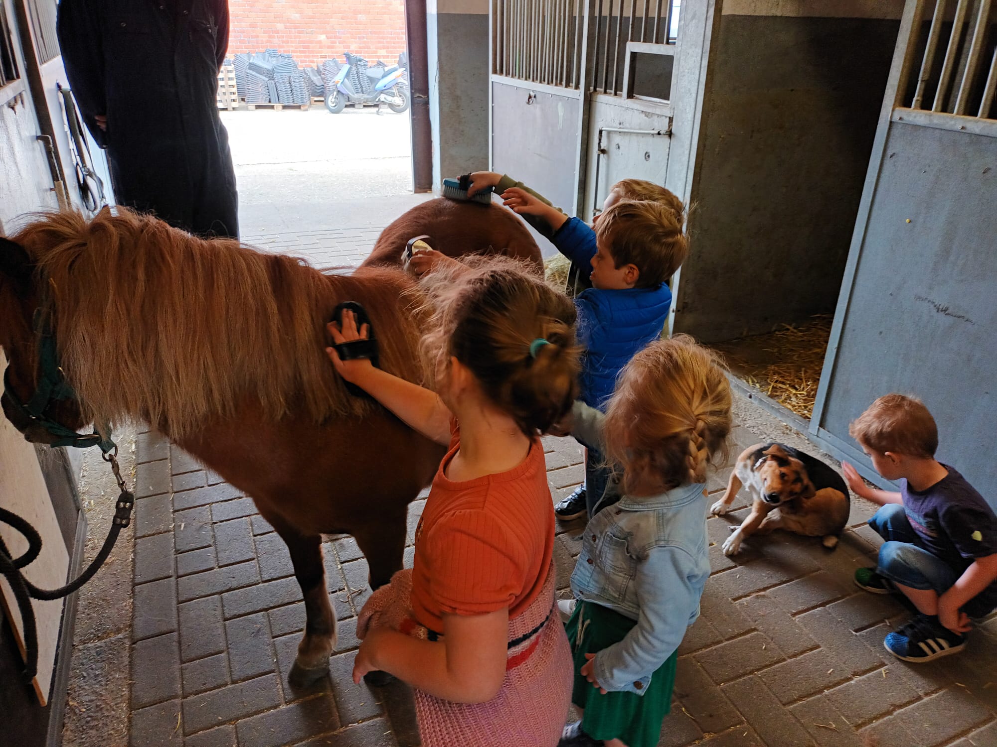 Verzorgen van onze pony - Plattelandsklassen vzw