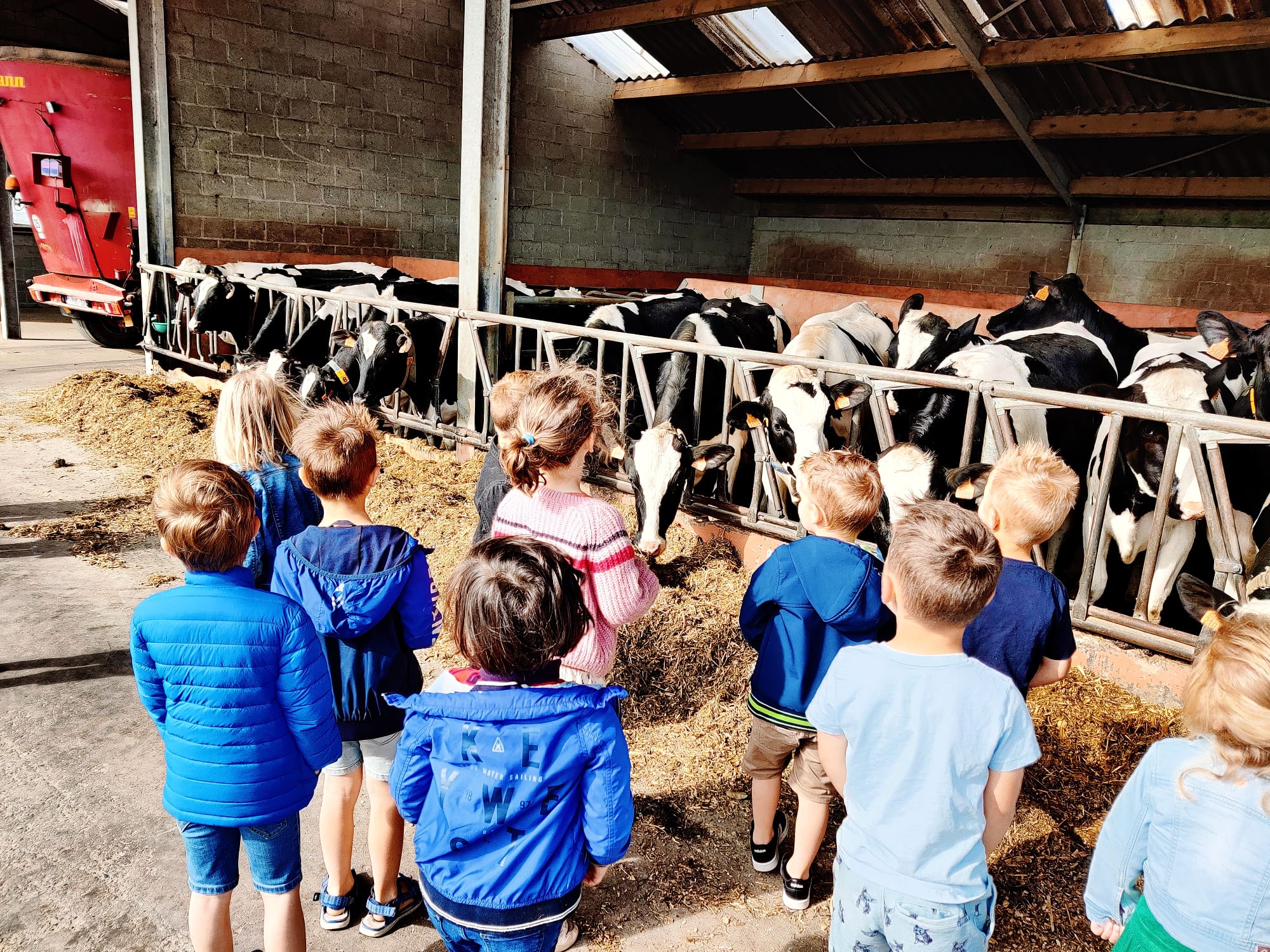 Kennismaken met onze koeien - Plattelandsklassen vzw