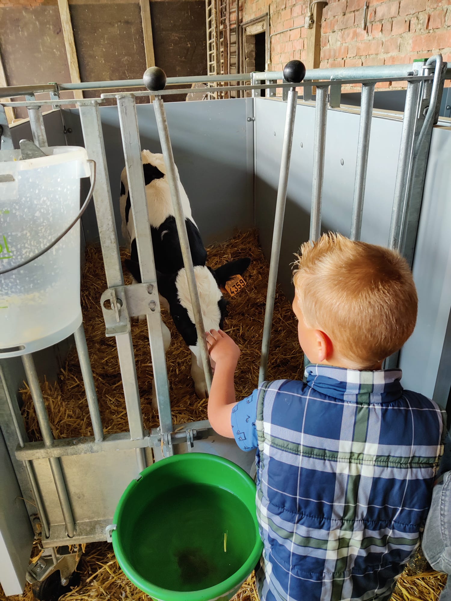 knuffelmoment met een kalfje - Plattelandsklassen vzw