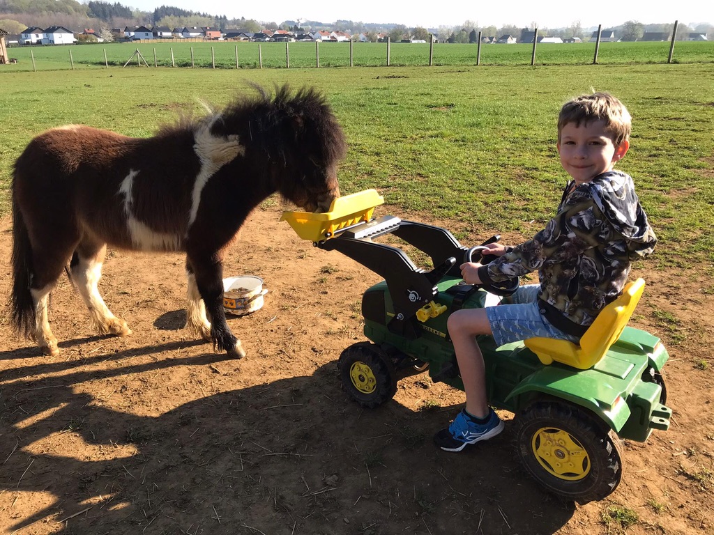 paarden eten geven