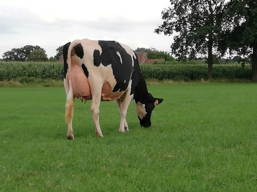 Landbouweducatie Boerenbond