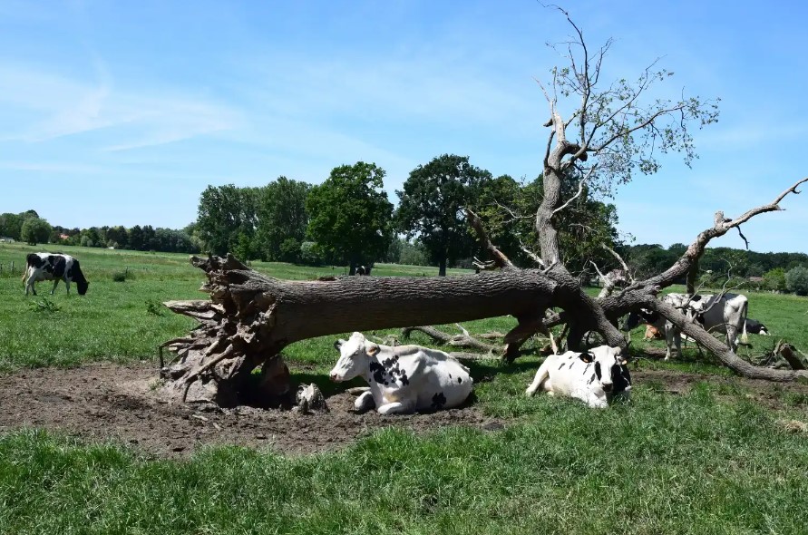 Landbouweducatie Boerenbond