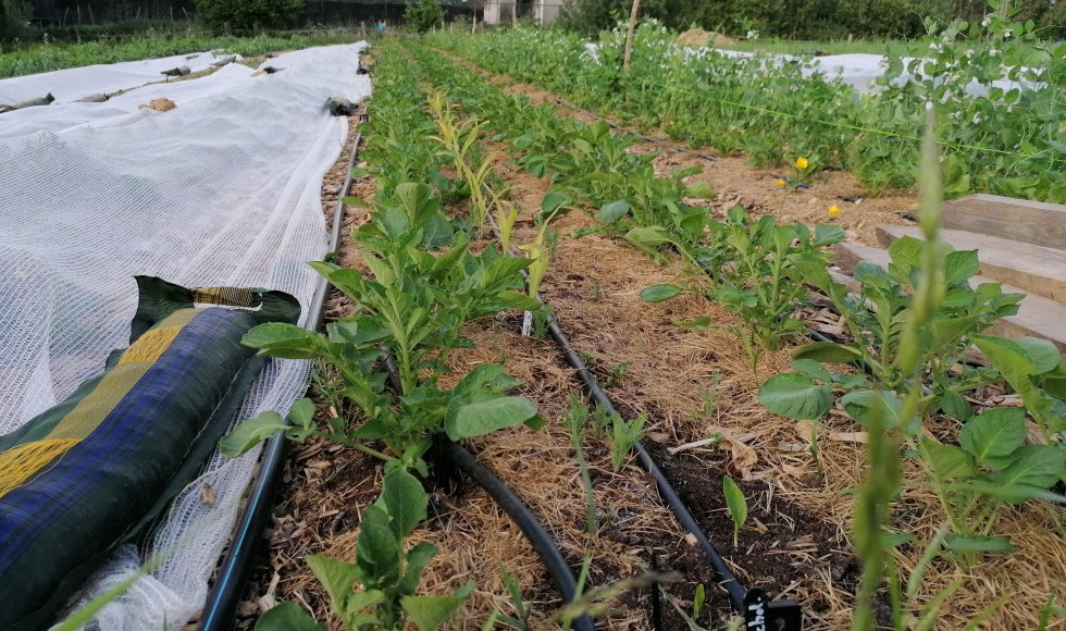 Landbouweducatie Boerenbond