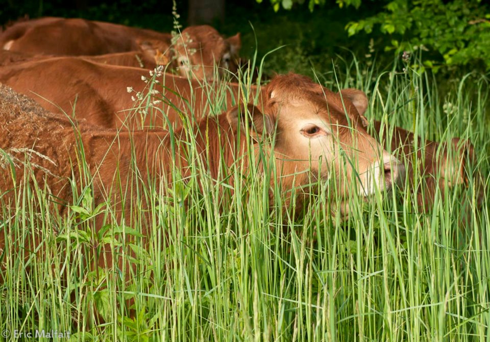 Landbouweducatie Boerenbond