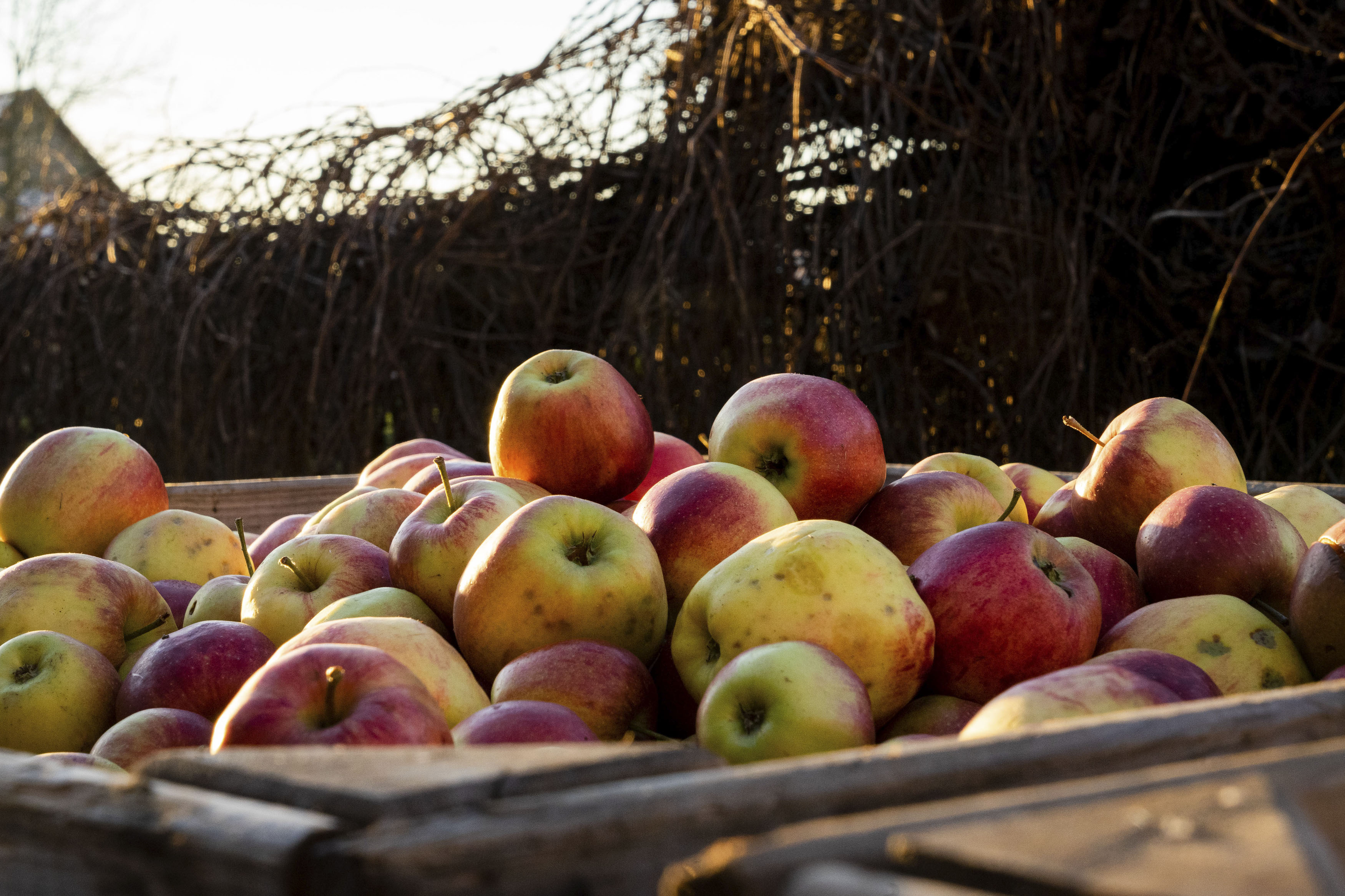 appelperslerouge1